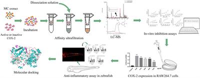 Identification of potential anti-inflammatory components in Moutan Cortex by bio-affinity ultrafiltration coupled with ultra-performance liquid chromatography mass spectrometry